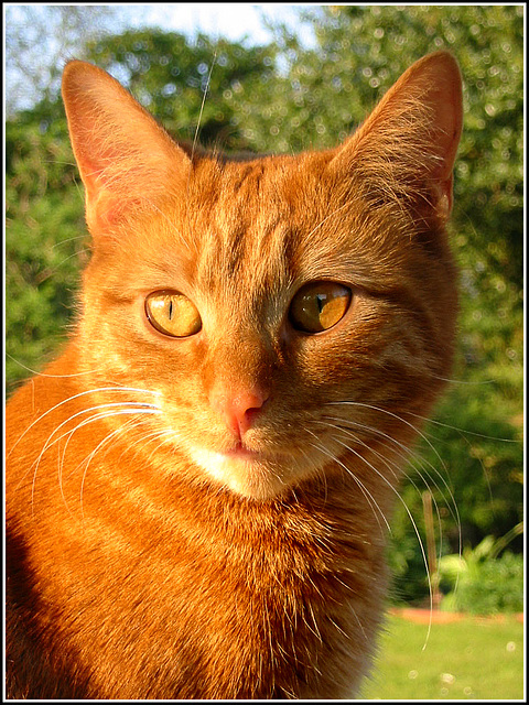 Ginger Cat