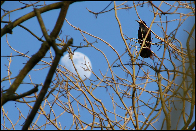 moon and crow