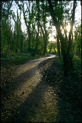 evening walk