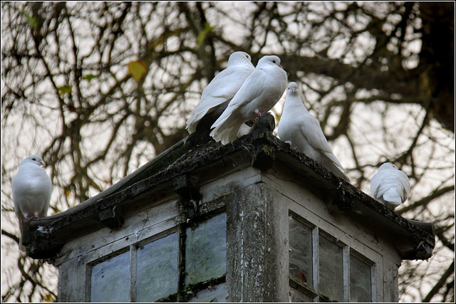 Pigeon loft