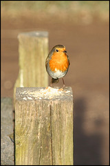 red breast