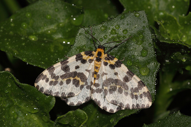 Magpie moth (Abraxas grossulariata)