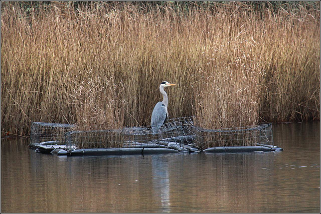 Heron in a basket