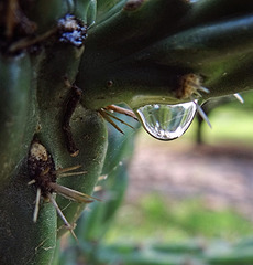 Cobweb and rain drop on Cactus