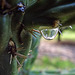 Cobweb and rain drop on Cactus