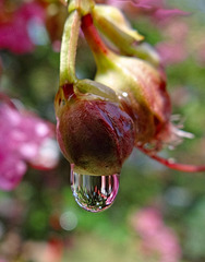 Rain drop on Crape Myrtle bud