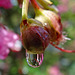 Rain drop on Crape Myrtle bud