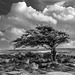 Dartmoor - 20140811