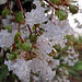 Rain drops on Crape Myrtle flowers