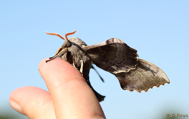 Poplar Hawk-moth