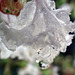 Drops of rain on Crape Myrtle flowers