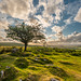 Dartmoor - 20140811