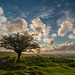 Dartmoor - 20140811