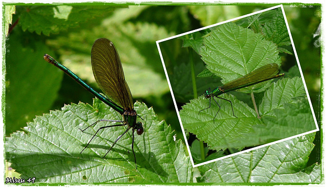 L'ARCHE DE la NATURE