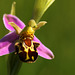 Bee Orchid @ HCP