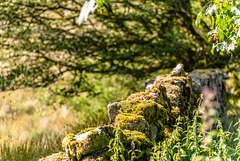 Dartmoor - 20140811