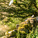 Dartmoor - 20140811