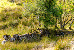 Dartmoor - 20140811