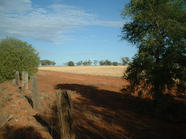 Jersey 008 Nyngan - Cobar