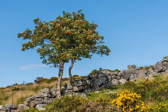 Dartmoor - 20140811