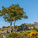 Dartmoor - 20140811