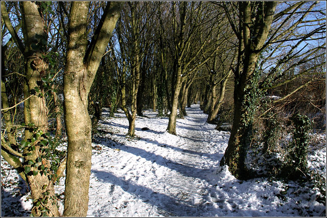 Tree lined path