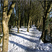 Tree lined path