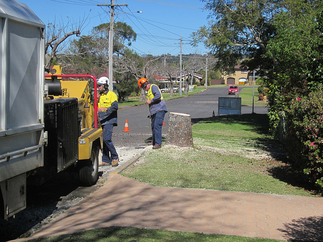 StreetTreeCutting082013 023