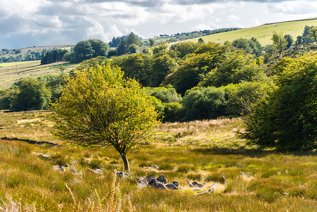 Dartmoor - 20140811