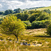 Dartmoor - 20140811