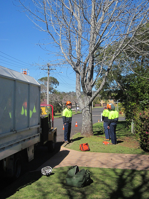 StreetTreeCutting082013 001