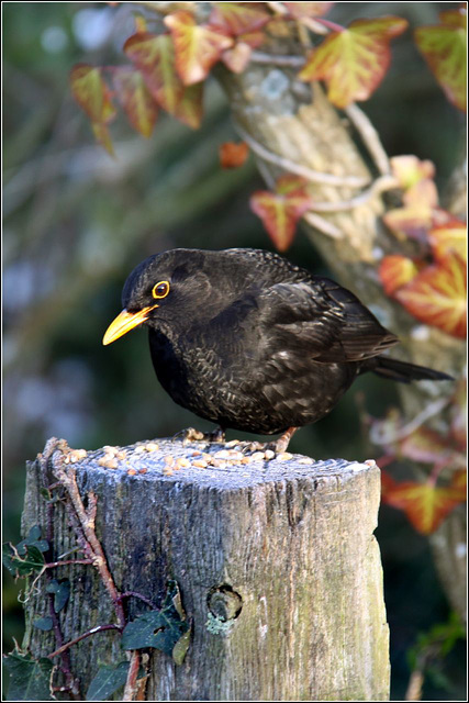 Mr Blackbird