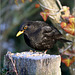 Mr Blackbird