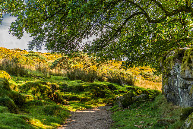 Dartmoor - 20140811