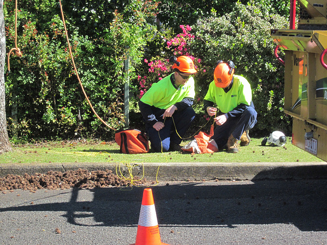 StreetTreeCutting082013 003