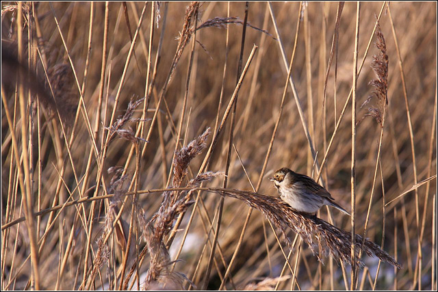 Reed Bunting