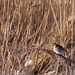 Reed Bunting