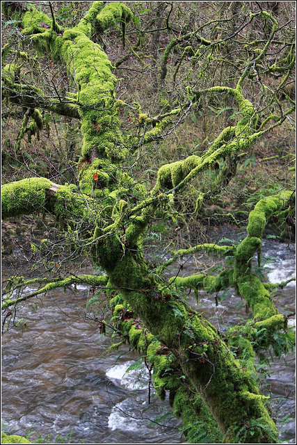 Mossy Tree