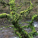 Mossy Tree