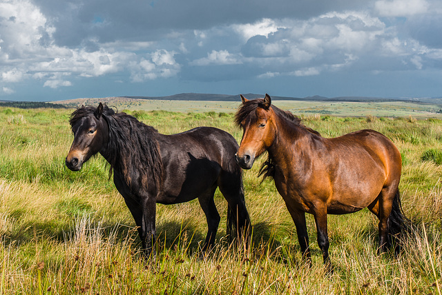 Dartmoor Pferde - 20140811