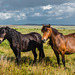 Dartmoor Pferde - 20140811