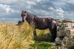 Dartmoor Pferd - 20140811