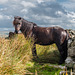 Dartmoor Pferd - 20140811