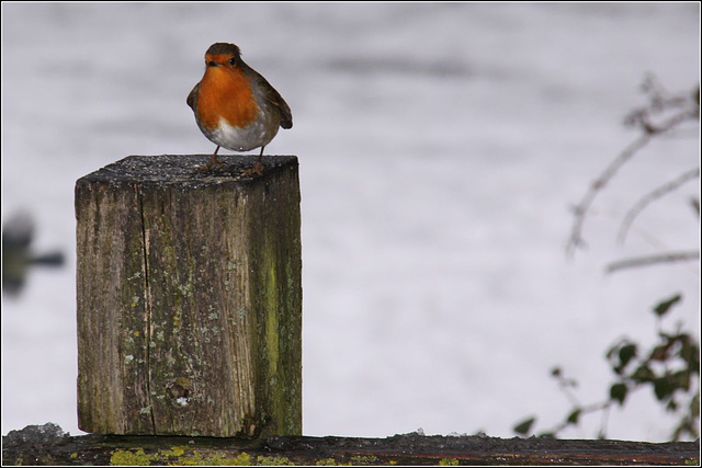 Robin Redbreast