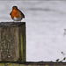 Robin Redbreast