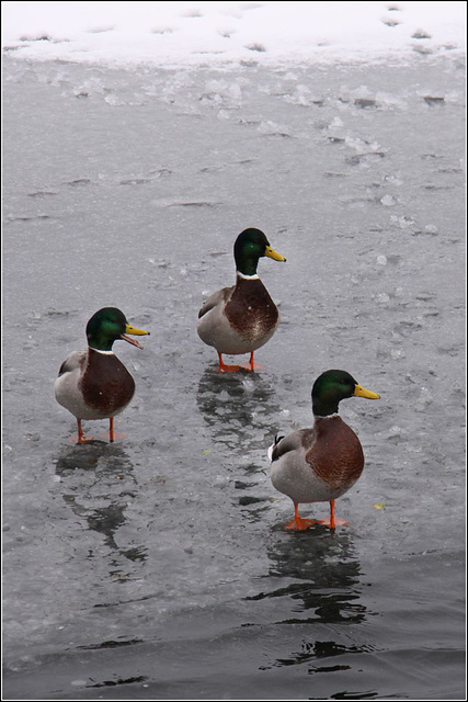 "We must be Quackers!"