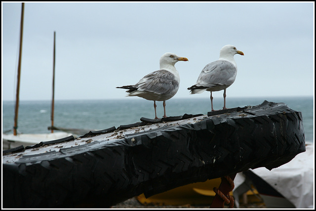 Bird Watchers