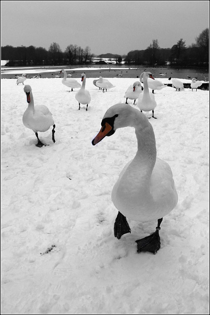 White on White