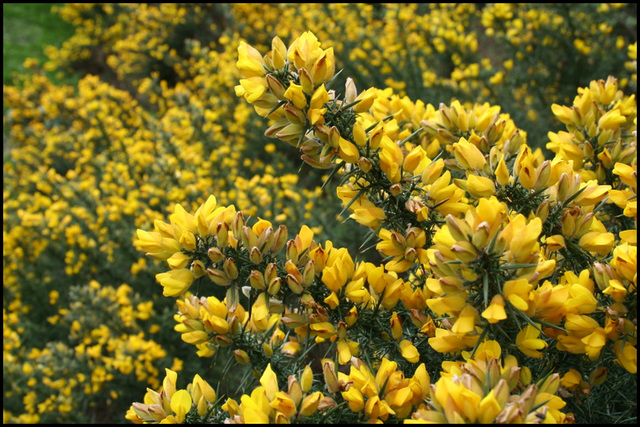 gorse