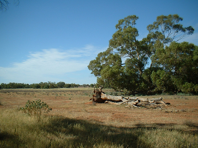 Jersey 044 Cobar - Louth